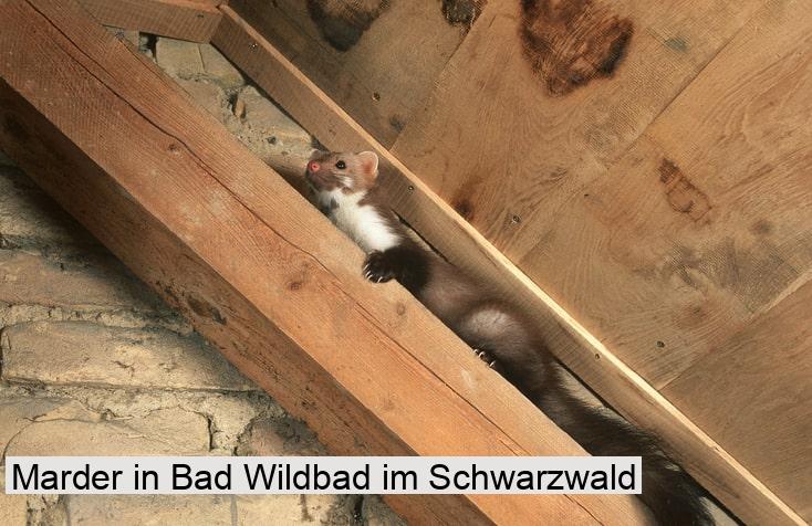 Marder in Bad Wildbad im Schwarzwald